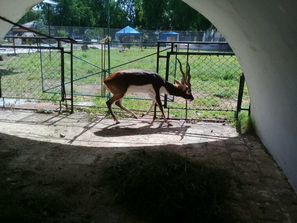 El antílope es uno de los dos nuevos ejemplares del parque zoológico Bartolomé Masó de Manzanillo// Foto Lilian Salvat Romero 