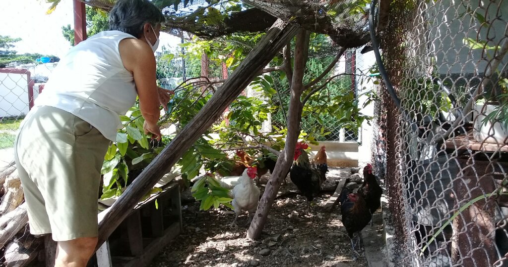 Aunque pequeño, el patio de Seila es  también referencia para la agricultura urbana y suburbana //Foto Eliexer Pelaez Pacheco 