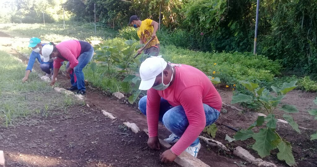 En la mañana de este domingo los cederistas manzanilleros protagonizaron un trabajo voluntario en la producción de alimentos //Foto Eliexer Pelaez Pacheco