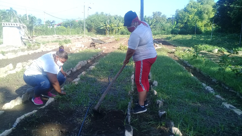 Las mujeres cederistas también aportan a la producción de alimentos desde el surco y en el programa Cultiva tu pedacito //Foto Eliexer Pelaez Pacheco