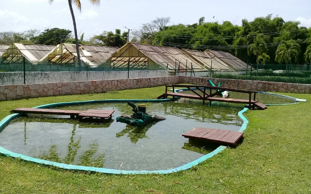 En el Zoocriadero de cocodrilos de Manzanillo se logran éxitos en las acciones dentro de la Tarea Vida //Foto Eliexer Pelaez Pacheco