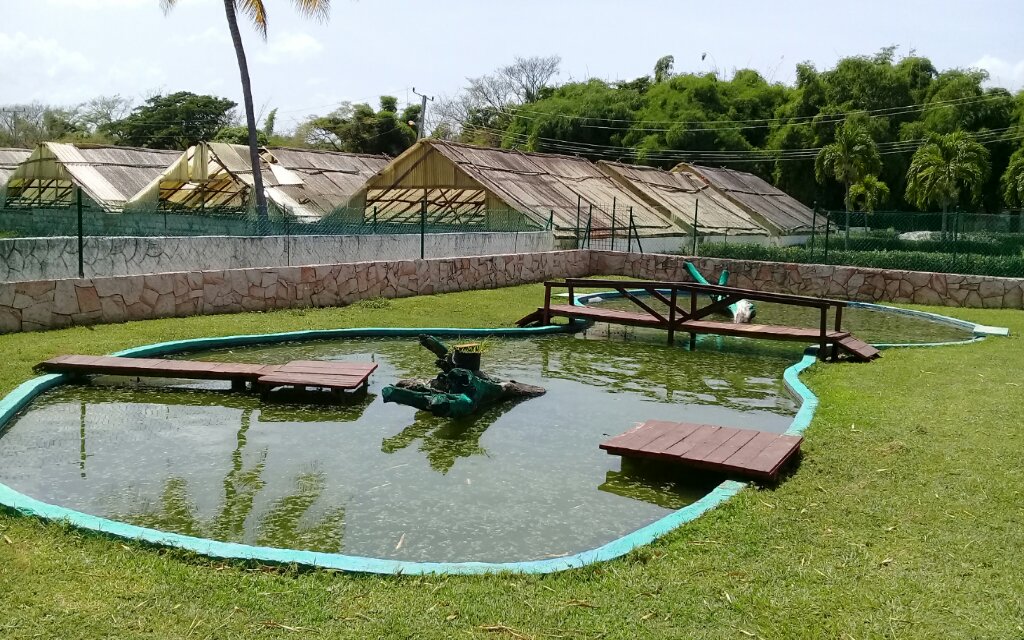 En el Zoocriadero de cocodrilos de Manzanillo se logran éxitos en las acciones dentro de la Tarea Vida  //Foto Eliexer Pelaez Pacheco