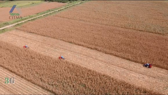 La cosecha de unas 384 ha de maíz híbrido transgénico con destino a la alimentación animal está a punto de concluir en Sancti Spíritus.