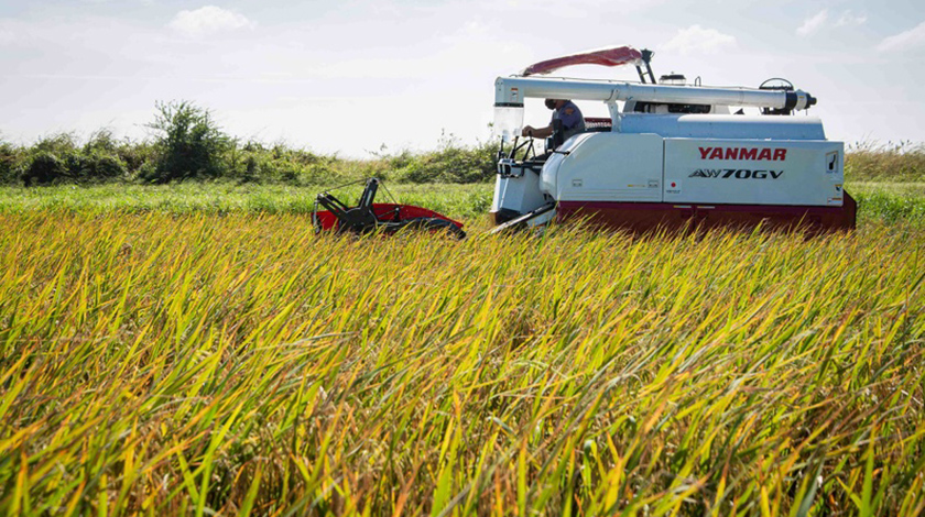 Combinada para la cosecha de arroz recibida mediante un proyecto de colaboración entre Japón y el pueblo de Cuba, utilizada en la Unidad Científico Tecnológica de Base Los Palacios (UCTB), en Pinar del Río, Cuba, 23 de noviembre de 2020. ACN FOTO/Rafael FERNÁNDEZ ROSELL