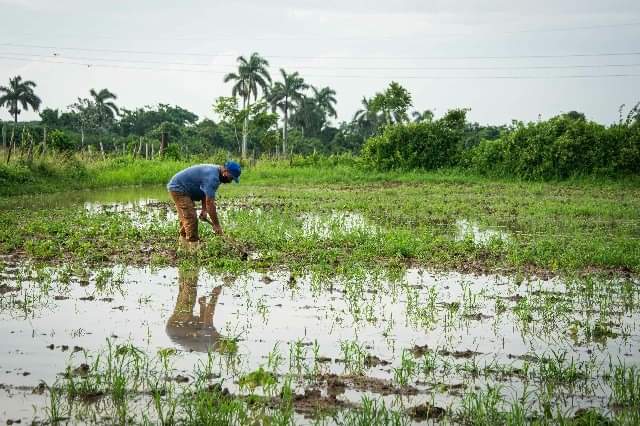 En Pinar del Río se percibe la incidencia negativa de Eta en los cultivos más bajos // Foto Rafael Fernández /ACN