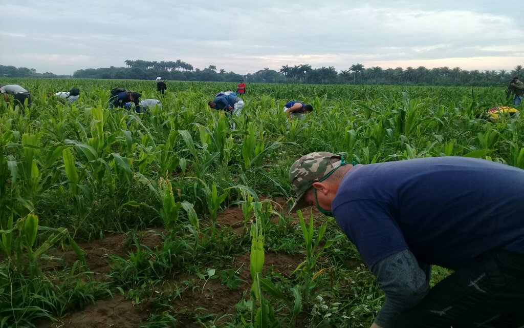 Los jóvenes manzanilleros han dado sus aportes a la producción de alimentos //Foto cortesía Reynier Beltrán Sánchez