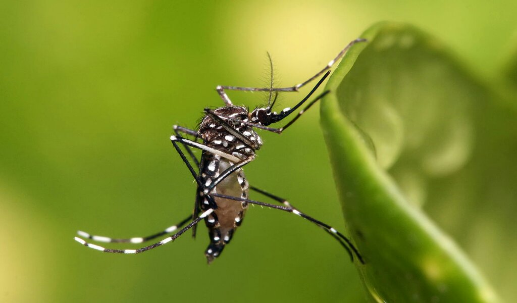 En Manzanillo crece la focalidad del dengue por la alta presencia del mosquito Aedes Aegypti en el territorio //Foto de Internet