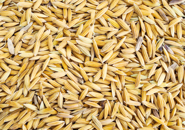 Semillas de arroz certificada // Foto Radio Rebelde