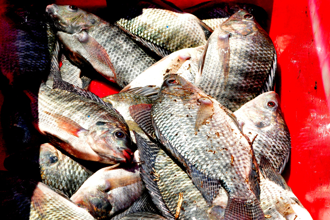Tilapias destinadas a la exportación, criadas en estanques y alimentadas con pienso por la Empresa Pesquera de Granma (Pescagran) // Foto Rafael Martínez Arias/ La Demajagua