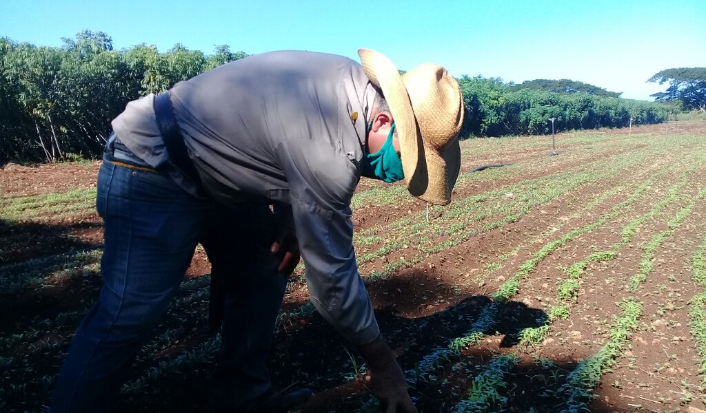 Elevar la producción de alimentos ha sido uno de la principales temas que se debate en las asambleas de balance de la ANAP  //Foto Rafael González Castro  