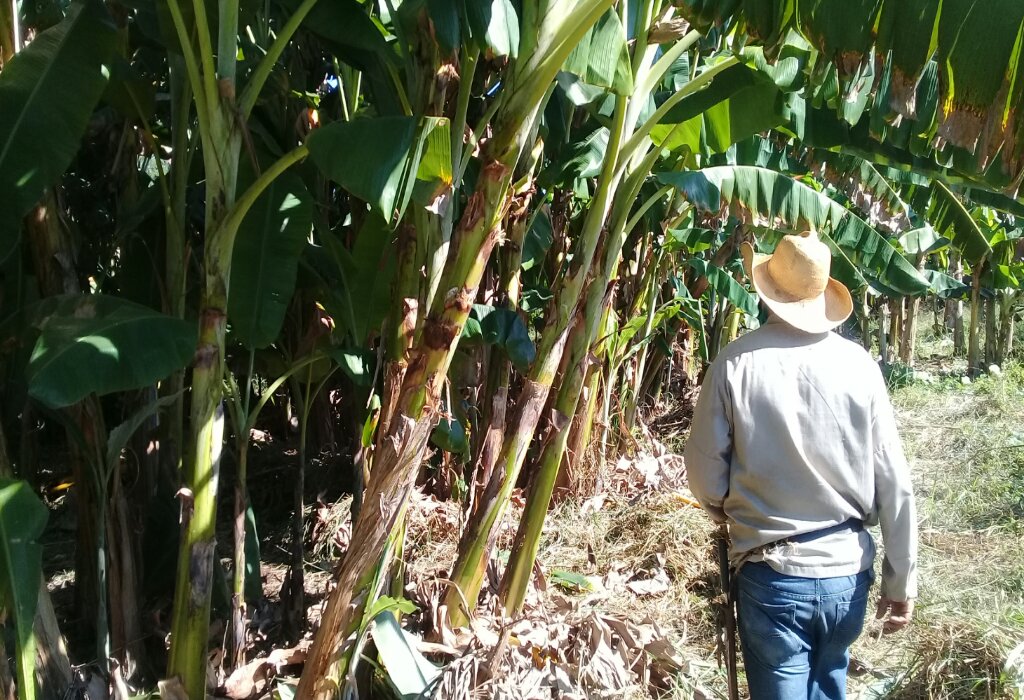 Los campesinos manzanilleros se enfrazcan en la siembra de alimentos en la campaña de frío //Foto Eliexer Pelaez Pacheco