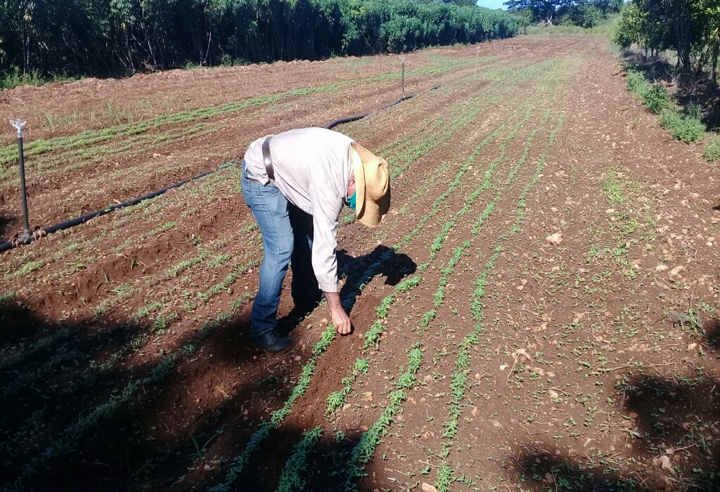 En la finca La Esperanza, Chao tiene más de seis hectáreas de tierra sembradas  //Foto Eliexer Pelaez Pacheco 