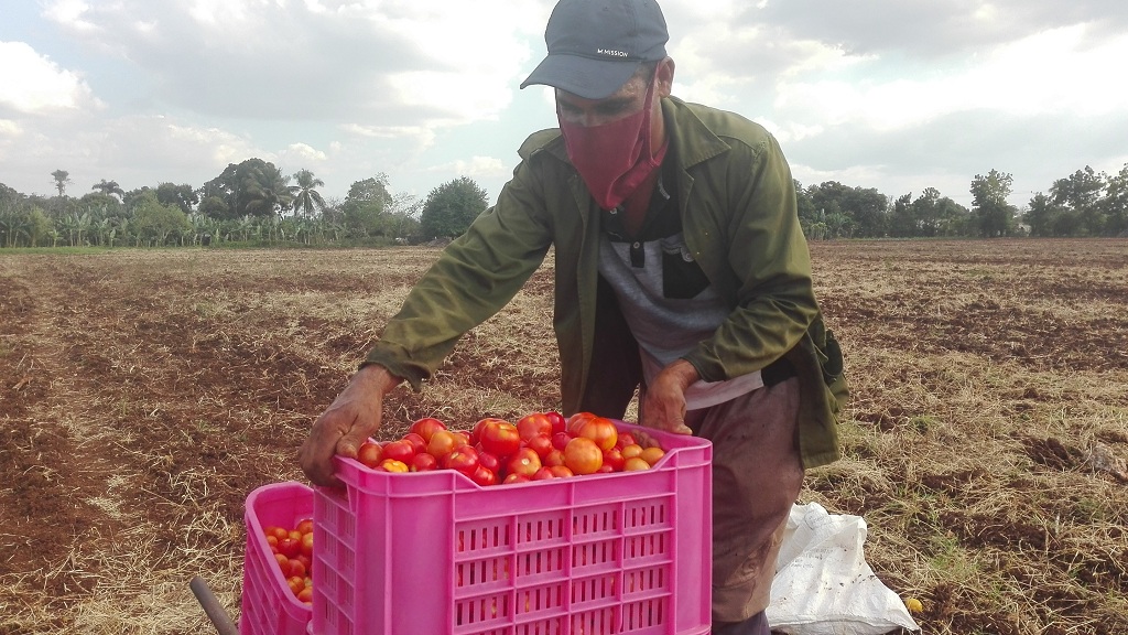 Manuel es uno de los productores usufructuarios en Manzanillo vinculado al encadenamiento productivo con la Empresa mixta Tropical Contramaestre S.A. // Foto Marlene Herrera