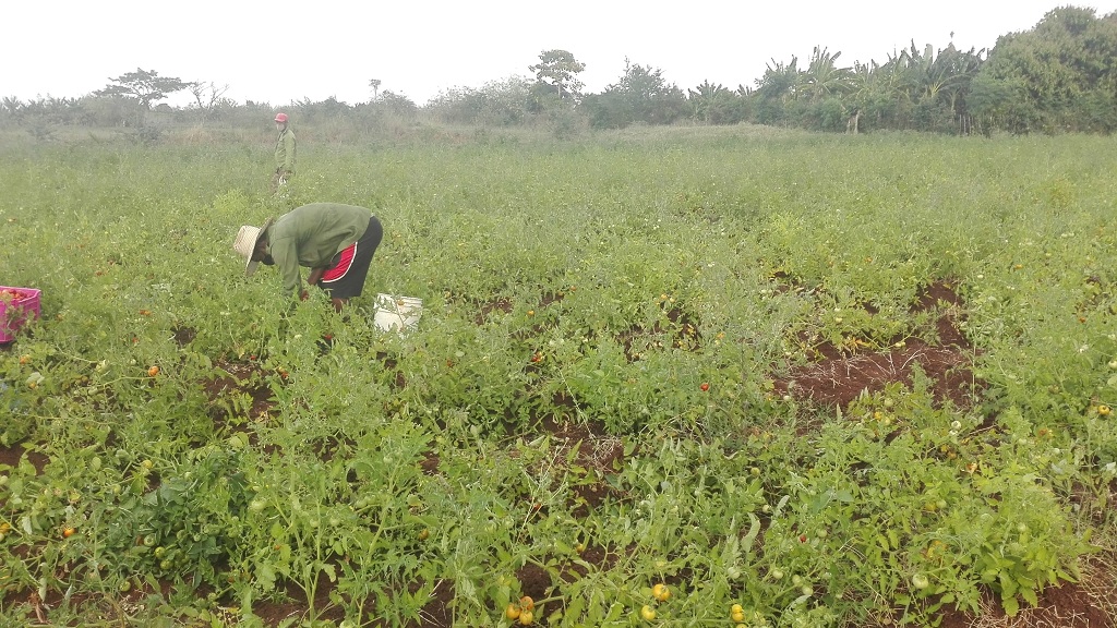 Ahora está recogiendo el tomate sembrado en hectárea y cuarto de tierra // Foto Marlene Herrera