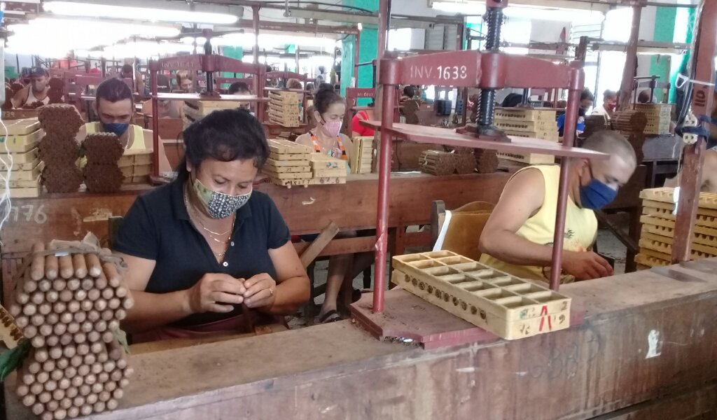El colectivo de la fábrica de tabacos torcidos Paquito Rosales lleva en lo que va de año un buen ritmo productivo //Foto Eliexer Pelaez Pacheco