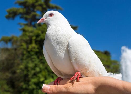 Cuba no prohíbe la crianza de palomas, siempre y cuando se cumplan los requisitos higiénico-sanitarios y de bienestar que la especie requiere Foto: Tomada de Facebook