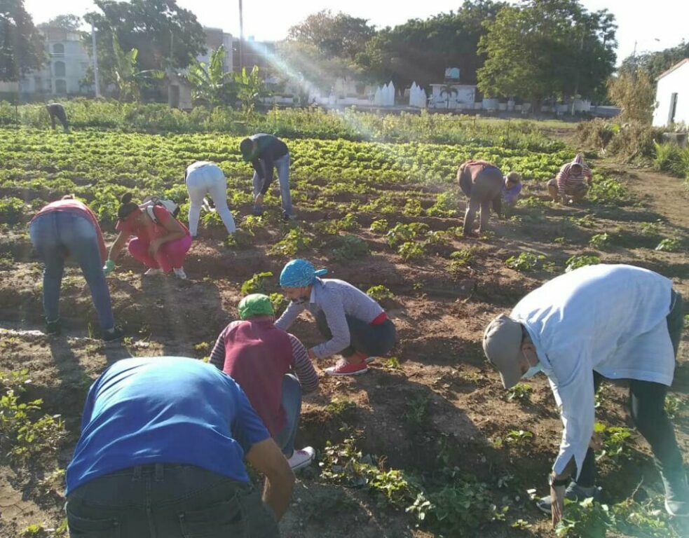 Este domingo comenzaron las labores del grupo de Producción de alimentos y recuperación cañera de las brigadas Jóvenes por la vida de Manzanillo //Foto cortesía de Arnaldo Yanier Pérez Ortiz