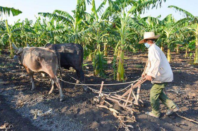  Como respuesta a la implementación de la Tarea Ordenamiento, es importante continuar incrementando el autoabastecimiento municipal, la estructura de los cultivos y las crianzas con alimentación propia. Foto: Palacios, Luis Carlos 