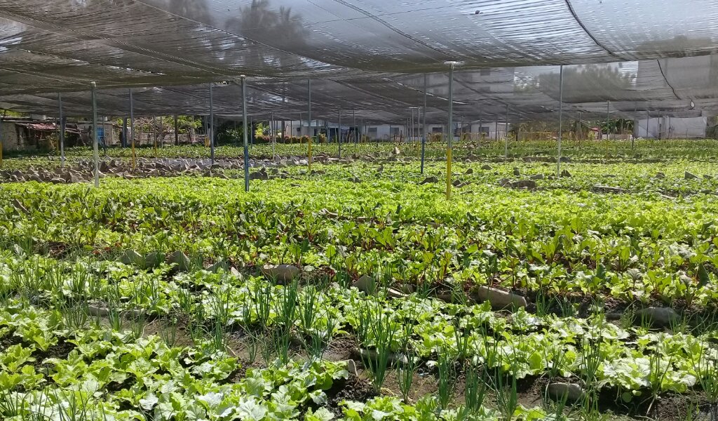 Este organopónico es uno con los mejores resultados del muncipio //Foto Eliexer Pelaez Pacheco