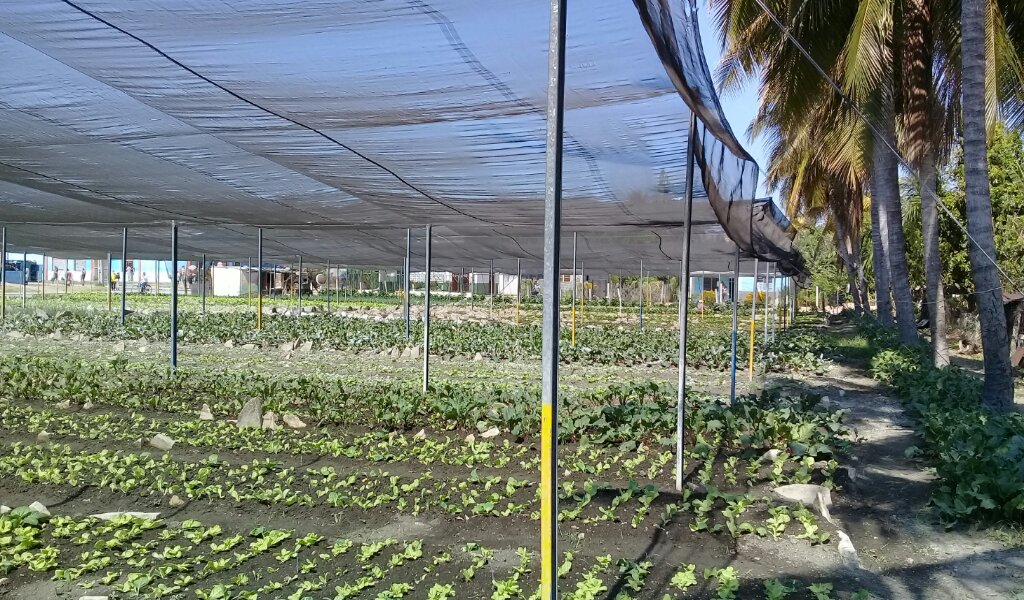 Todos los canteros de este organopónico están sembrados //Foto Eliexer Pelaez Pacheco