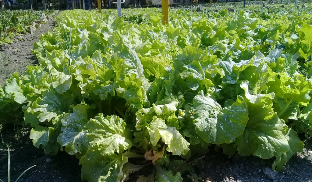 Este es el fruto de la entrega de los hombres que aquí trabajan //Foto Eliexer Pelaez Pacheco