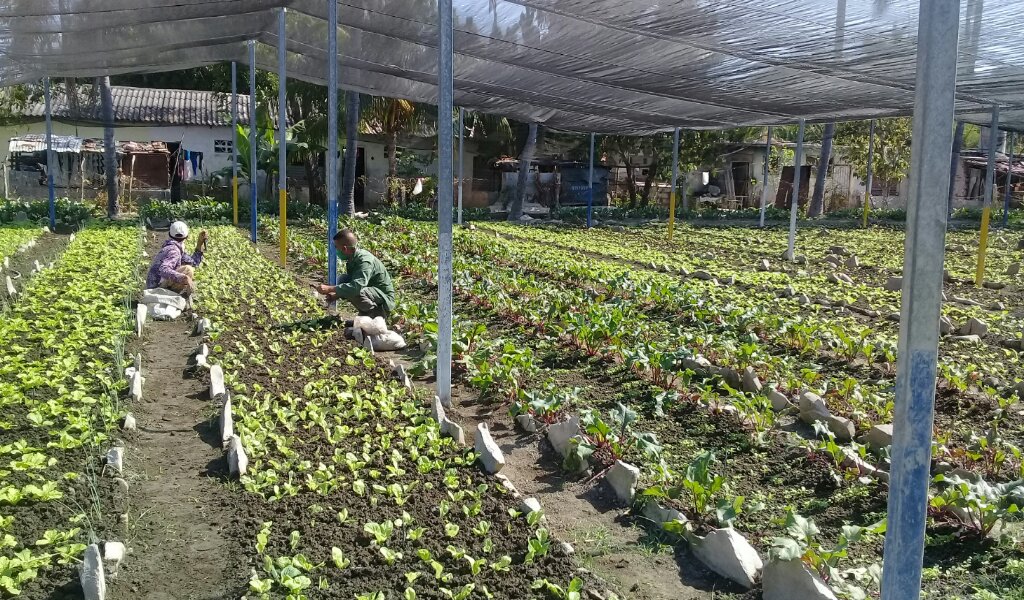 Aquí los canteros no pueden estar 24 horas sin sembrados //Foto Eliexer Pelaez Pacheco