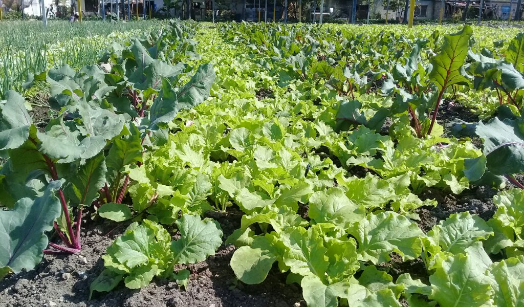 Aquí se logra la productividad mediante la técnica del sembrado intercalado //Foto Eliexer Pelaez Pacheco