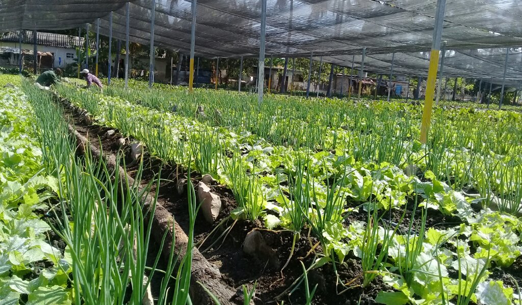 Aquí se logra la productividad mediante la técnica del sembrado intercalado //Foto Eliexer Pelaez Pacheco