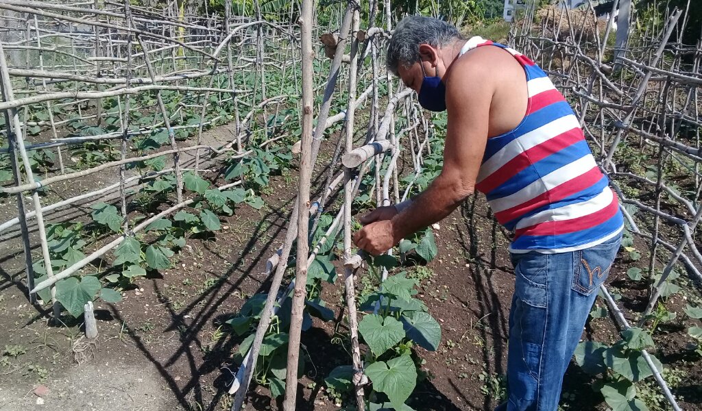 Aquí se logra también buenos resultados con la técnica del empalado, en la imagen se muestra el sembrado de pepino //Foto Eliexer Pelaez Pacheco