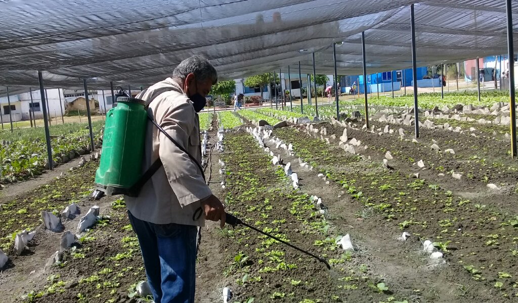 El abono con biofertilizantes naturales permite cosechas más saludables y ayuda a proteger la tierra //Foto Eliexer Pelaez Pacheco