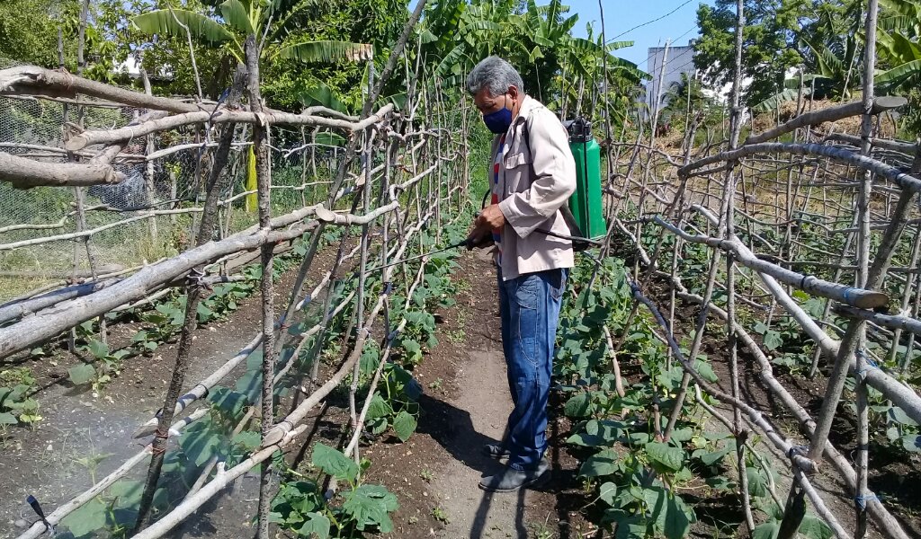 En la siembra del pepino empalado se observa el beneficio del empleo del biofertilizante //Foto Eliexer Pelaez Pacheco