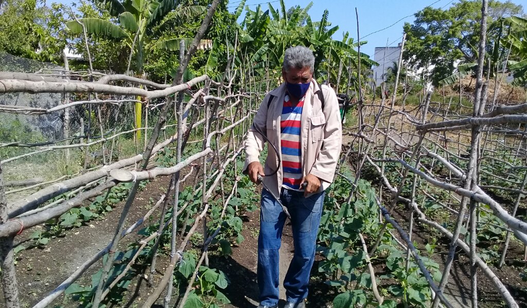 Juan decidió que usar siempre el biofertilizante por los frutos que le brinda //Foto Eliexer Pelaez Pacheco