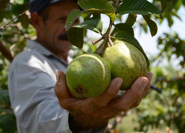 La producción de frutales es una realidad cada vez más presente en el entorno rural en Sancti Spíritus, Cuba, 16 de octubre de 2017. ACN FOTO/Oscar ALFONSO SORA/sdl