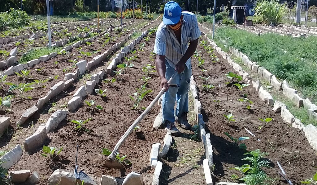 En el organopónico Cupet se trabaja sin descansar para lograr producir  vegetales y hortalizas //Foto Eliexer Pelaez Pacheco