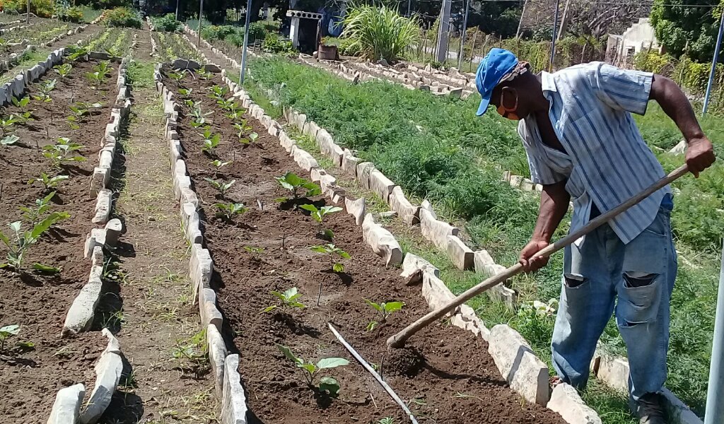 Isidro es uno de los trabajadores del organopónico Cupet //Foto Eliexer Pelaez Pacheco