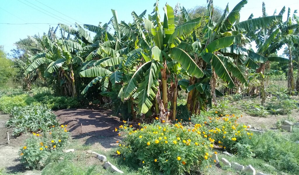 Aquí también se cultivó un pedacito con plátanos //Foto Eliexer Pelaez Pacheco