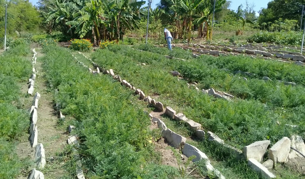 Sembrados de zanahorias en este organopónicos //Foto Eliexer Pelaez Pacheco