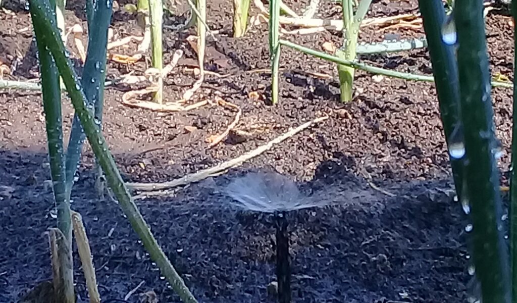 Donde se perdieron los pepinos hoy crecen cebollinos //Foto Eliexer Pelaez Pacheco