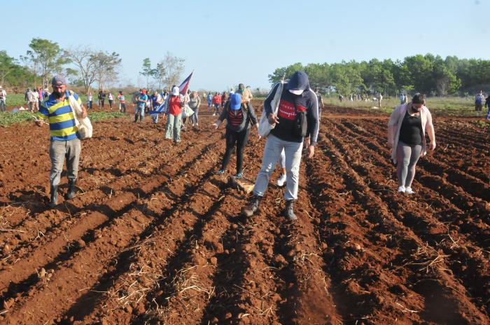 Movilizados en el municipio de Palmira, Cienfuegos, rinden una jornada productiva por el Día Mundial de los Trabajadores, dedicada a la siembra de yuca, plátano y malanga Foto: del autor