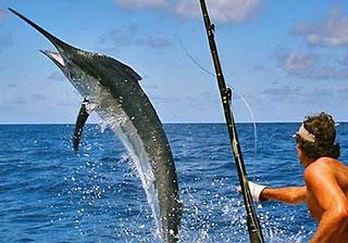 La lid premia las mejores capturas de especies de pico como el castero (blue marlin), pez vela, aguja del Pacífico, wahoo, dorado y túnidos. Foto: Archivo Granma