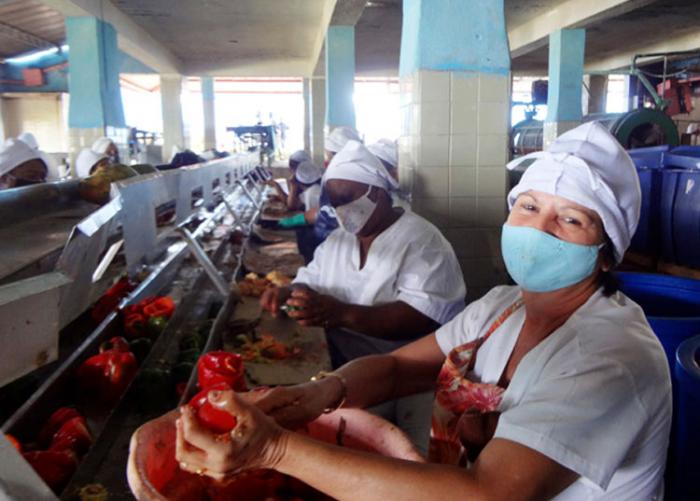 Calidad y diversificación caracteriza las producciones de La Conchita Foto: Periódico El Guerrillero