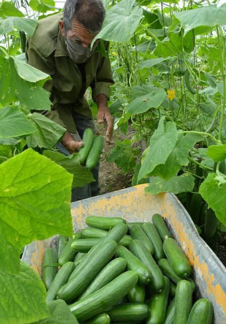 El aseguramiento político a la implementación de las 63 medidas para incrementar la producción de alimentos, también concibe el examen de cómo ello se traduce en más viandas, más vegetales, más leche. Foto: Freddy Pérez Cabrera