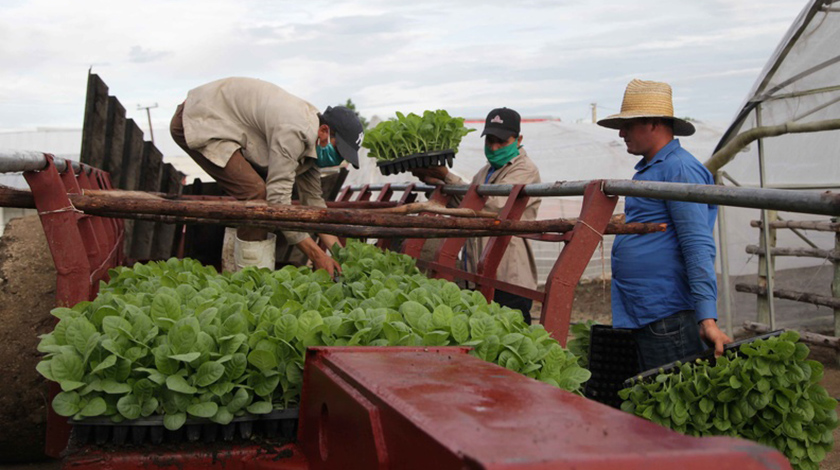 La producción de posturas en túneles y cepellones se incrementa a la par del crecimiento de áreas a sembrar de tabaco con la tecnología de tapado, en Sancti Spíritus, Cuba, el 10 de octubre de 2020. ACN FOTO/Oscar ALFONSO SOSA/sdl