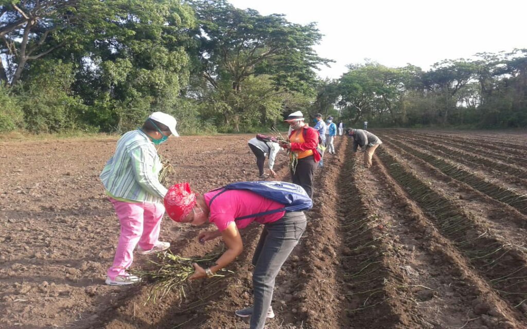 Con un trabajo voluntario en el organopónico el Ranchón inició la jornada en saludo al aniversario 61 de la FMC //Foto cortesía de Nairis Pérez Pacheco