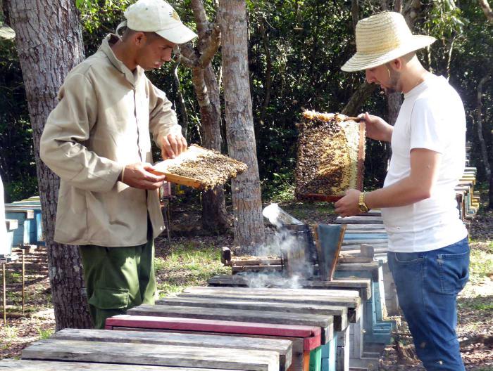 En Pinar del Río existen en total 12 000 colmenas, una cifra muy cercana al potencial máximo de la provincia. Foto: Ronald Suárez Rivas