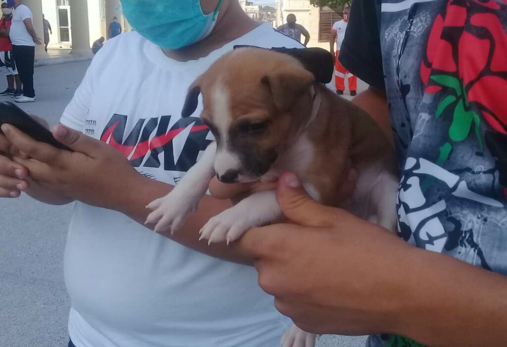 Manzanillo acogió la primera feria de bienestar animal en Granma //Foto Eliexer Pelaez Pacheco 