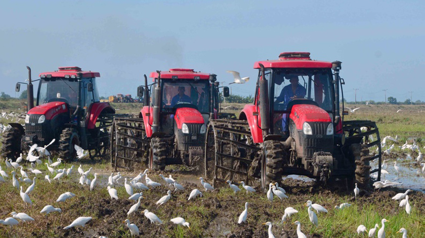 Puesta a punto de las áreas de cultivo para el inicio de la campaña de siembra de frío del arroz, de la Empresa Agroindustrial de Granos Fernando Echenique, en los predios de la Unidad Empresarial de Base Antonio Maceo, en el municipio Yara, provincia Granma, Cuba, el 21 de noviembre de 2021. ACN FOTO/Armando Ernesto CONTRERAS TAMAYO/sdl