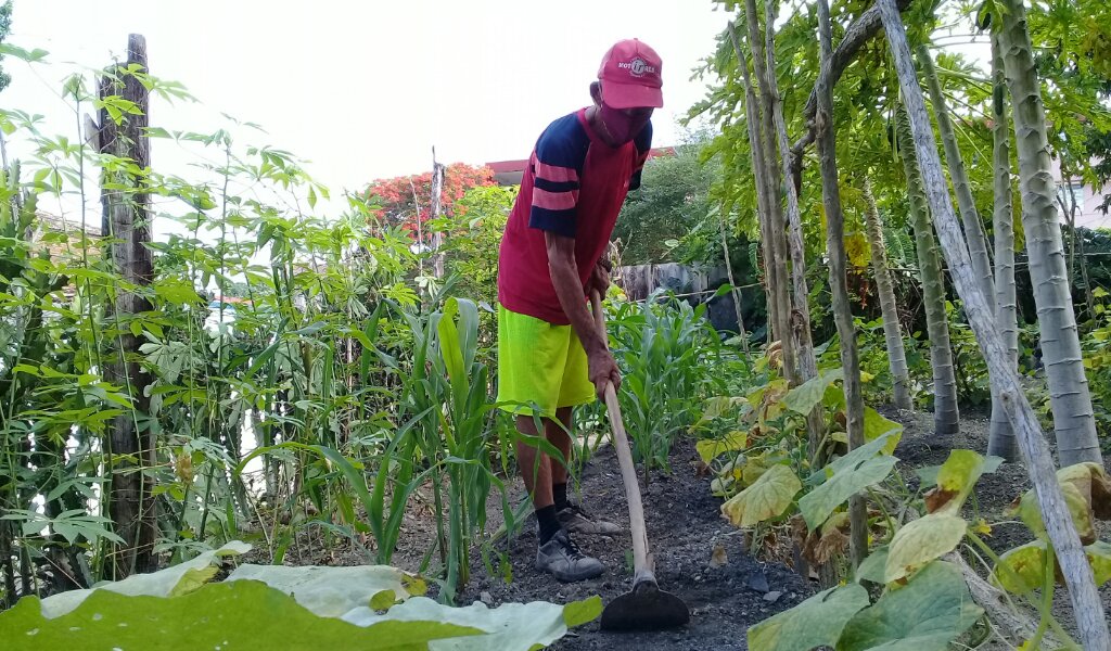 Bartolo convirtió un patio yermo en una área de producción de alimentos //Foto Eliexer Pelaez Pacheco