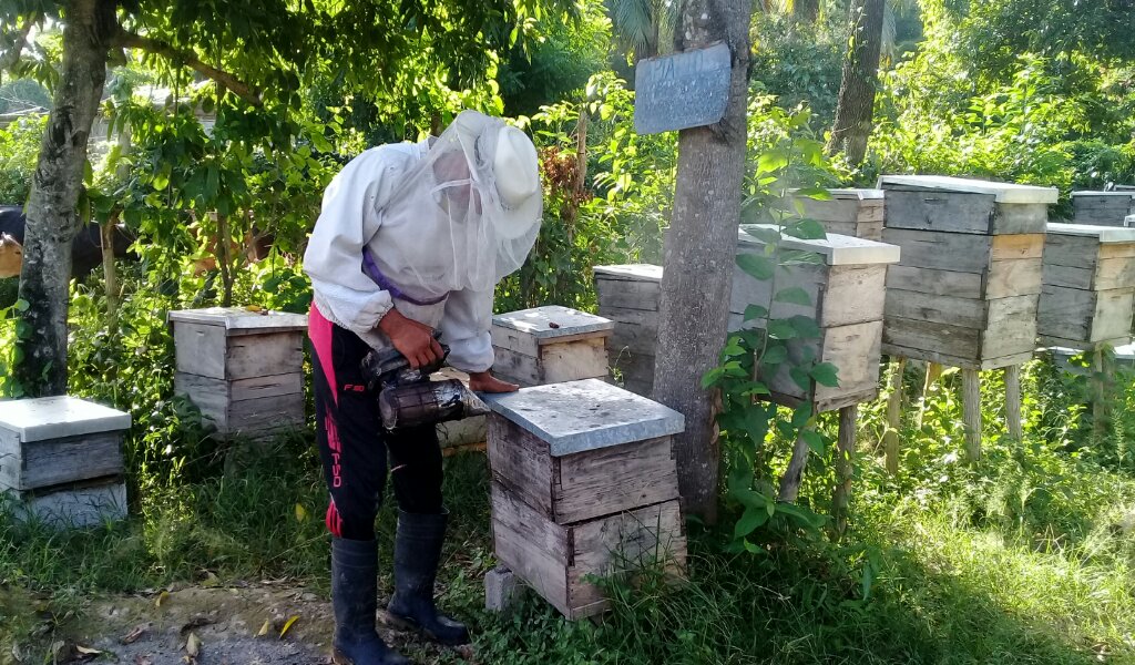 Los apicultores granmenses prefieren las abejas reinas que se obtienen en el Centro Genético Reproductor de Manzanillo //Foto Eliexer Pelaez Pacheco