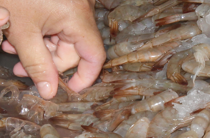 El camarón es el primer renglón exportable de Epigran // Foto Marlene Herrera (Archivo) 